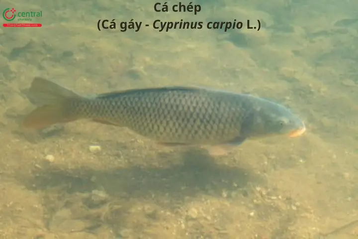 Cá Chép (cá Gáy - Cyprinus Carpio L.) Có Công Dụng Gì Với Sức Khỏe?