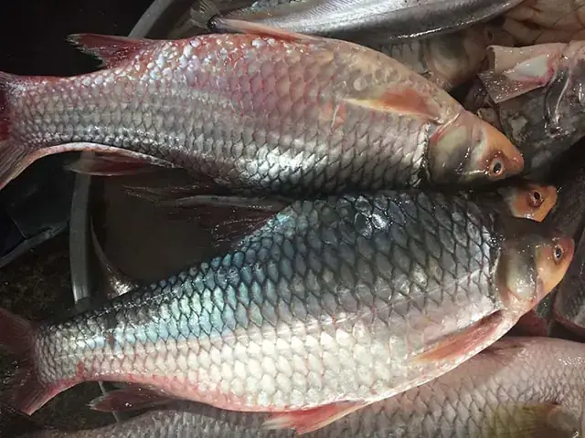 Cá Gì Giống Cậu Ông Trời Cái Tên? Giải Mã Bí Ẩn Loài Cá Đặc Biệt ...