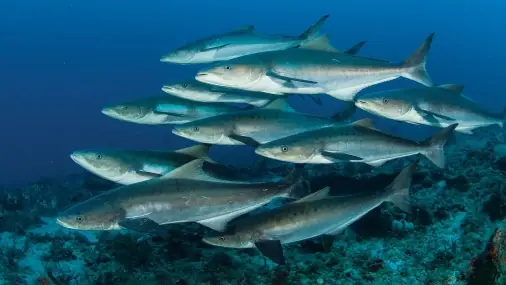 Cá Bớp Có Tốt Cho Sức Khỏe Không? Có Nên Ăn Thường Xuyên Không? Cá Bớp Có Tốt Cho Sức Khỏe Không? Có Nên Ăn Thường Xuyên Không?