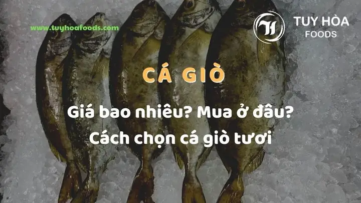 Cá Giò (dò) Là Gì? Mua Ở Đâu? Giá Sỉ Cá Giò - Tuy Hòa Foods Cá Giò (dò) Là Gì? Mua Ở Đâu? Giá Sỉ Cá Giò - Tuy Hòa Foods