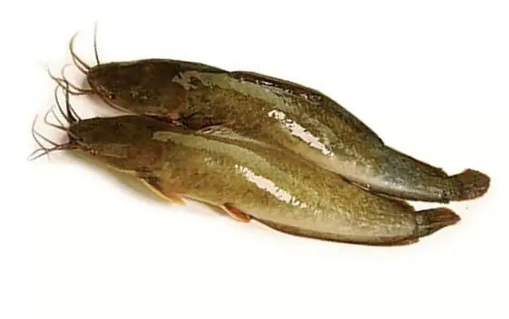 Bán Cá Trê Giống Giá Rẻ, Uy Tín, Giao Hàng Tận Nơi Tphcm - Tâm Sạch Bán Cá Trê Giống Giá Rẻ, Uy Tín, Giao Hàng Tận Nơi Tphcm - Tâm Sạch