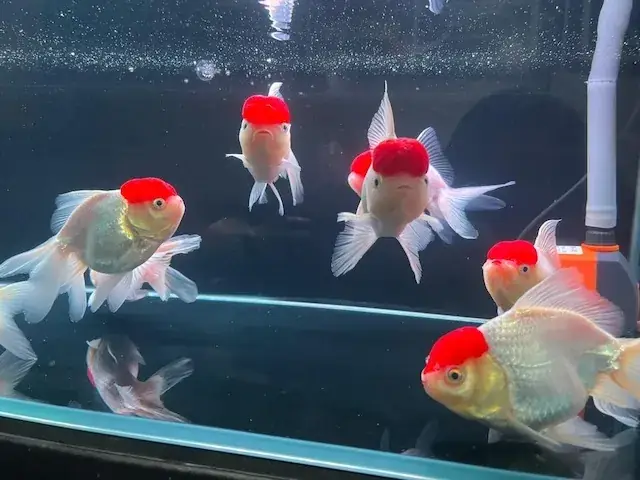 Cá Hạc Đỉnh Hồng: Cẩm Nang Nuôi Và Chăm Sóc Toàn Diện Cá Hạc Đỉnh Hồng: Cẩm Nang Nuôi Và Chăm Sóc Toàn Diện