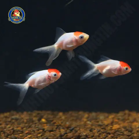 Hạc Đỉnh Hồng Nhỏ 12.000 - Cá Cảnh Thủy Sinh Trung Tín Hạc Đỉnh Hồng Nhỏ 12.000 - Cá Cảnh Thủy Sinh Trung Tín