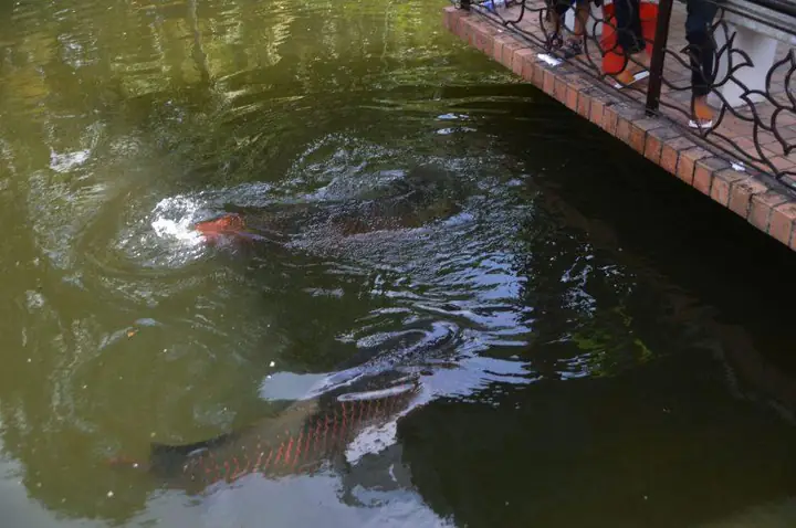 Độc Đáo Cá Hải Tượng Khủng Dài Gần 2,5 Mét Ở Đầm Sen