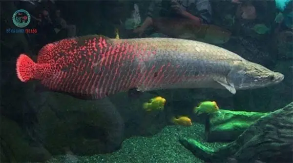 Cá Hải Tượng : Nguồn Gốc, Đặc Điểm Và Giá Bán