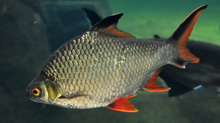 Cá He Là Loại Cá Gì? Cá He Là Loại Cá Gì?