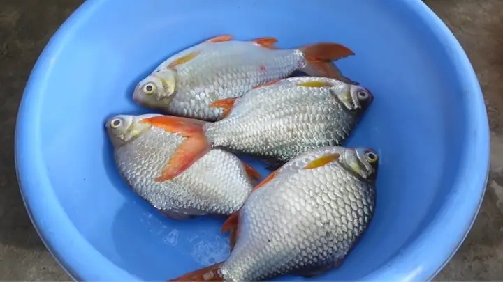 Bao Nhiêu Tiền 1kg Cá He? Bao Nhiêu Tiền 1kg Cá He?