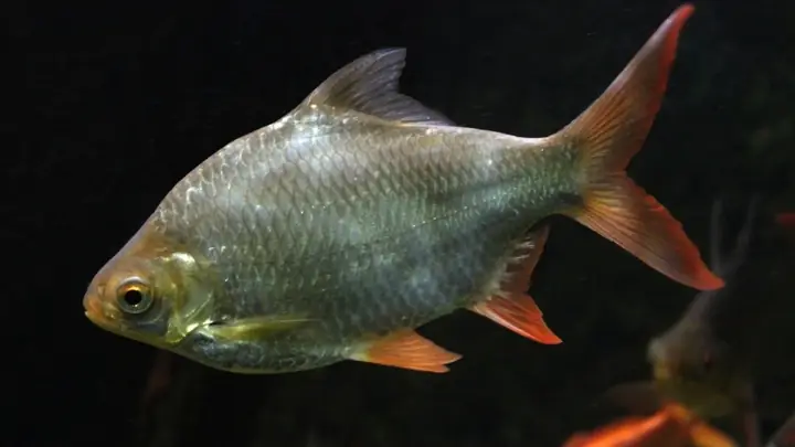 Cá He Là Loại Cá Gì? Cá He Là Loại Cá Gì?