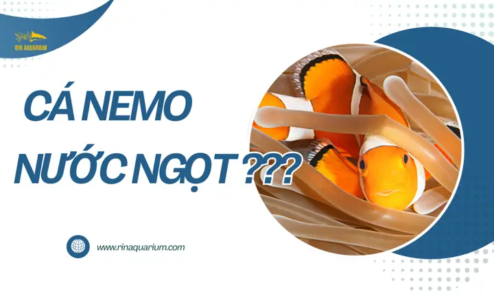Cá Hề Nemo Có Thể Nuôi Nước Ngọt Được Không ? - Rin Aquarium