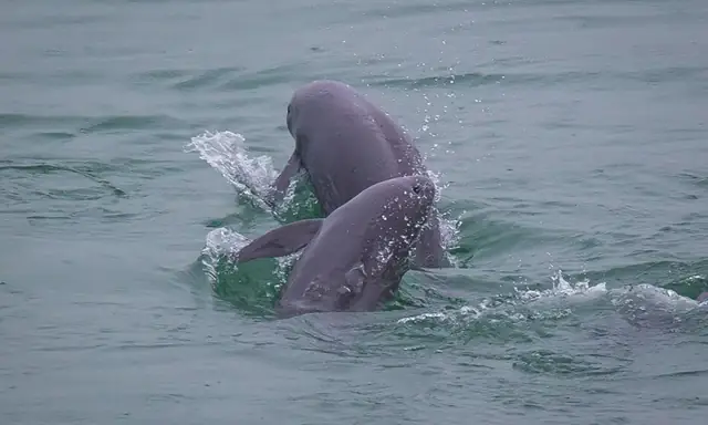 Cá Heo Sông Dương Tử Là Một Loài Cá Heo Sông Đặc Hữu, Được Phân Bố Tại Khu Vực Hạ Lưu Sông Dương Tử, Trung Quốc.