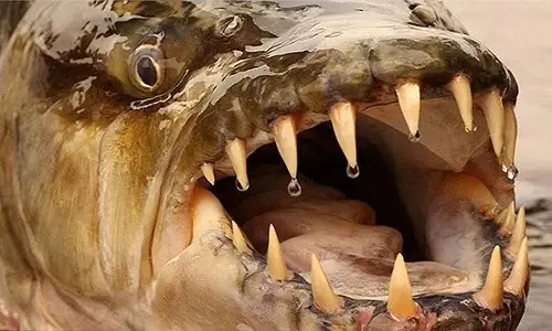 Cá Hổ Khổng Lồ - Hung Thần Ăn Thịt Trên Sông Congo | Báo Điện Tử ... Cá Hổ Khổng Lồ - Hung Thần Ăn Thịt Trên Sông Congo | Báo Điện Tử ...