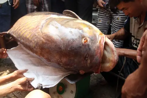 Người Sài Gòn Bắt Cá Hô Khổng Lồ Bán Gần 200 Triệu Đồng - Báo ...