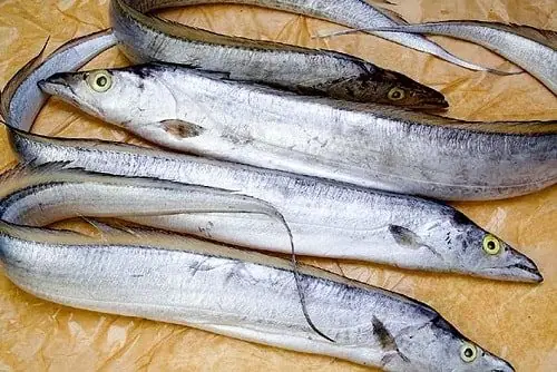 Cá Hố Là Gì? Cá Hố Nấu Món Gì Thì Ngon? Cá Hố Là Gì? Cá Hố Nấu Món Gì Thì Ngon?