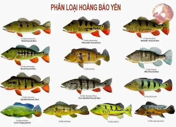 Nguồn Gốc Của Cá Hoàng Bảo Yến