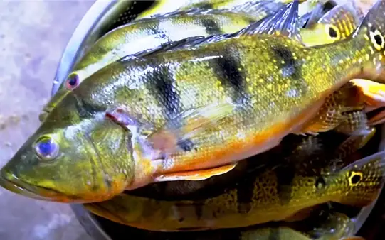Cá Hoàng Đế Xuất Xứ Từ Đâu, Ở Việt Nam Từng Có 2 Hồ Thủy Điện Có ...