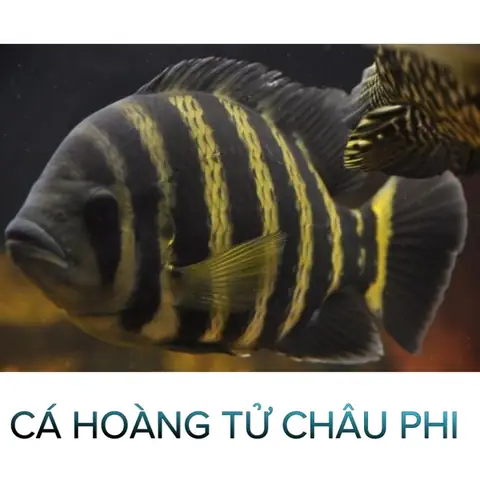 Cá Hoàng Tử Châu Phi - Cá Săn Mồi - Cá Cảnh Thiên Phước Cá Hoàng Tử Châu Phi - Cá Săn Mồi - Cá Cảnh Thiên Phước