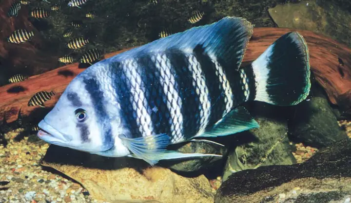 Cá Hoàng Tử Châu Phi Cá Hoàng Tử Châu Phi