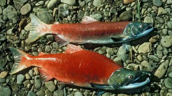 Thành Phần Dinh Dưỡng “vàng” Của Cá Hồi