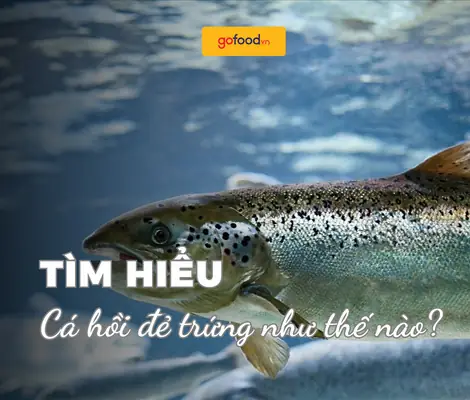 Cá Hồi Đẻ Trứng Như Thế Nào? Tập Quán Sinh Sản Của Cá Hồi Cá Hồi Đẻ Trứng Như Thế Nào? Tập Quán Sinh Sản Của Cá Hồi