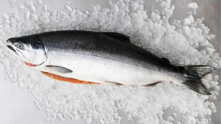 Cá Hồi Là Cá Gì? Cá Hồi Sống Ở Đâu, Bao Nhiêu Tiền 1kg? Cá Hồi Làm ...