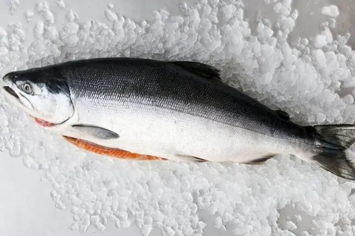 Cá Hồi Là Cá Gì, Sống Ở Đâu, Bao Nhiêu Tiền 1kg? Nấu Món Gì Ngon?