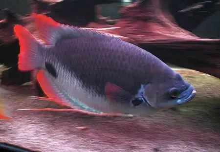 Cá Hồng Kỳ Phát Tài - Vi Sinh Cá Cảnh Aquarium Care Cá Hồng Kỳ Phát Tài - Vi Sinh Cá Cảnh Aquarium Care