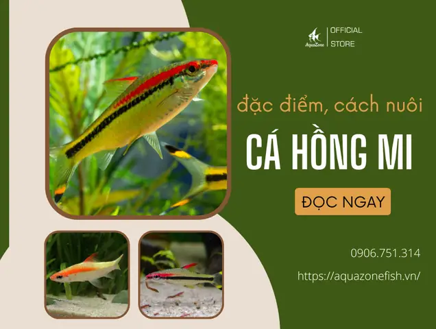 Cá Hồng Mi - Đặc Điểm, Cách Nuôi, Giá Bán Hiện Nay - Aquazone ...
