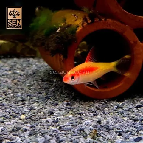 Cá Hồng Mi Vàng | Sahyadria Densonii