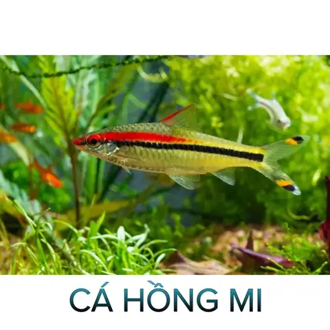 Cá Hồng Mi Thường, Cá Hồng Mi Vàng- Cá Thủy Sinh