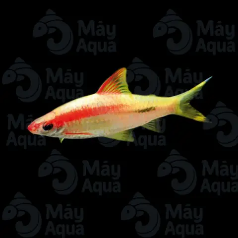 Hồng Mi Gold – Mayaqua