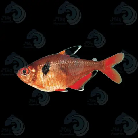 Cá Hồng Tử Kỳ