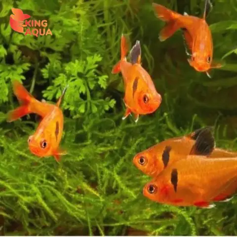 Cá Thủy Sinh Hồng Tử Kỳ (size Bé)