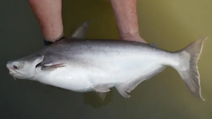 Cá Hú Là Cá Gì, Sống Ở Đâu? Giá Thành Và Nơi Mua Cá Hú Ngon