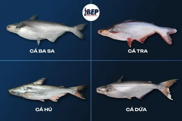 Cách Nhận Biết Cá Basa, Cá Tra, Cá Dứa, Cá Hú – Ibep - Thực Phẩm ...