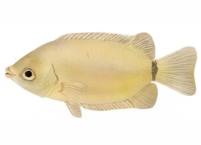 Cá Hường - Helostoma Temminckii