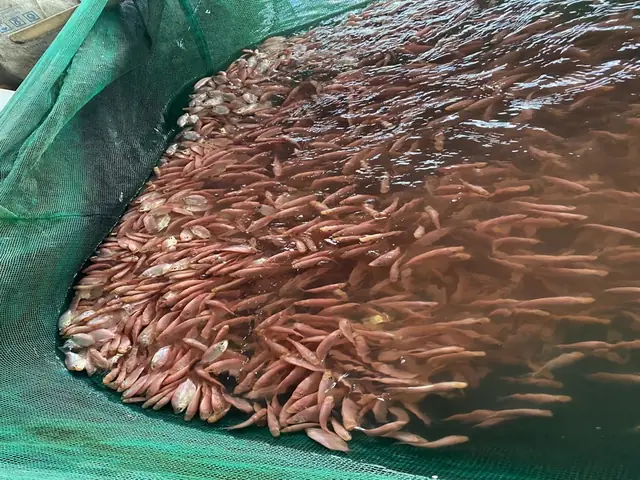 Cá Mùi (cá Hường) - Trại Cá Giống Ba So