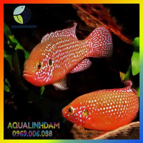 Cá Kim Cương Đỏ Cá Kim Cương Đỏ