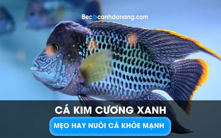 Cá Kim Cương Xanh: Bật Mí Cách Nuôi Từ A-z Ngay Tại Nhà