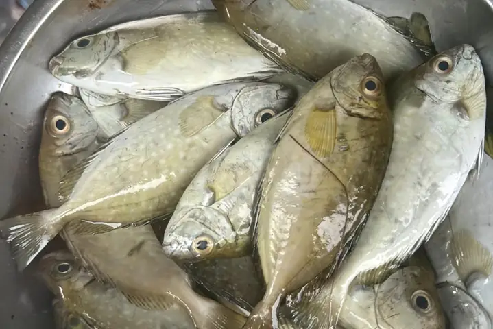 Gợi Ý Công Thức Món Ngon Với Cá Kình Đặc Sản Huế - Chuỗi Siêu Thị ...