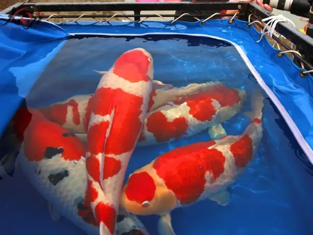 Bóc Trần Chi Tiết Cá Koi 50 Tỷ Có Gì Hot Mà Đắt Nhất Thế ... Bóc Trần Chi Tiết Cá Koi 50 Tỷ Có Gì Hot Mà Đắt Nhất Thế ...