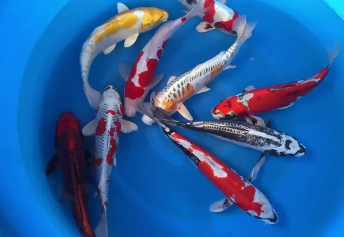 Con Cá Koi Đắt Nhất Thế Giới: Con Cá Koi Nào Xứng Danh Vua Của ...