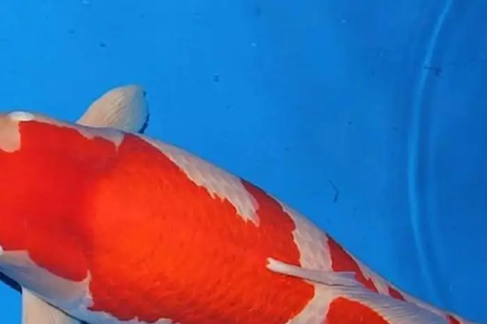 Con Cá Koi 41 Tỷ Đồng, 'đại Gia Bí Ẩn' Không Ngần Ngại Rút Hầu Bao ...