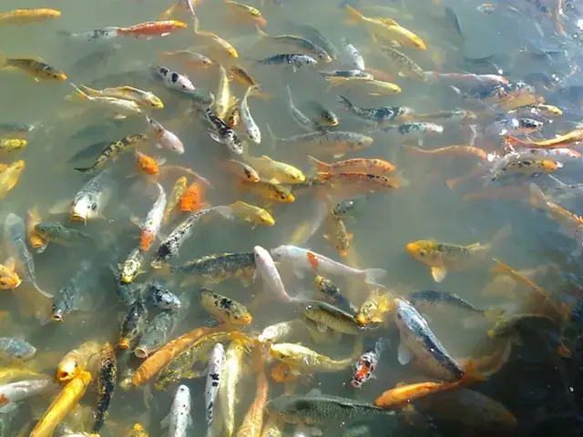 Giá Cá Koi Nhật Nuôi Vỗ Ao Bùn