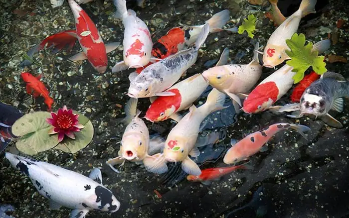 Cá Koi Giá Bao Nhiêu? Bảng Giá Cá Koi Nhật Bản