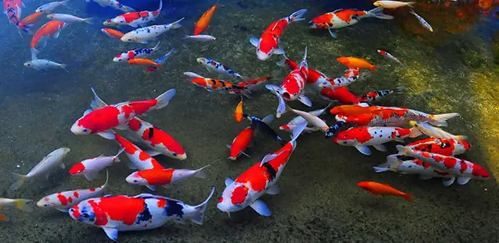 Hình Dáng Của Cá