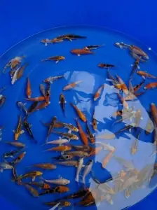 Giá Bán Cá Chép Koi Mini Rẻ Hấp Dẫn - Vi Sinh Cá Cảnh Aquarium Care