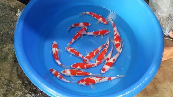 Cá Koi Nhật Nhập Khẩu Tuyển Vip - Luna Koi Farm