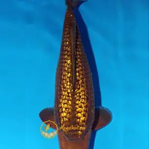 Cá Koi Nhật - Hồ Cá Koi Đẹp Cá Koi Nhật - Hồ Cá Koi Đẹp