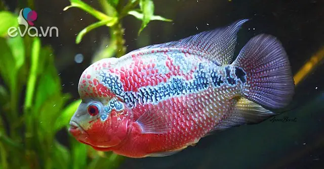 Cá La Hán - Đặc Điểm, Phân Loại Và Giá Bán