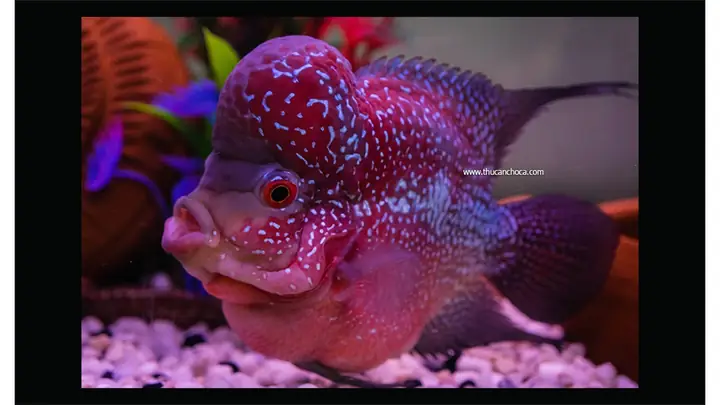 Tìm Hiểu Về Cá La Hán (flowerhorn) - Phần 1